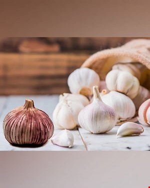 قالب سیر
